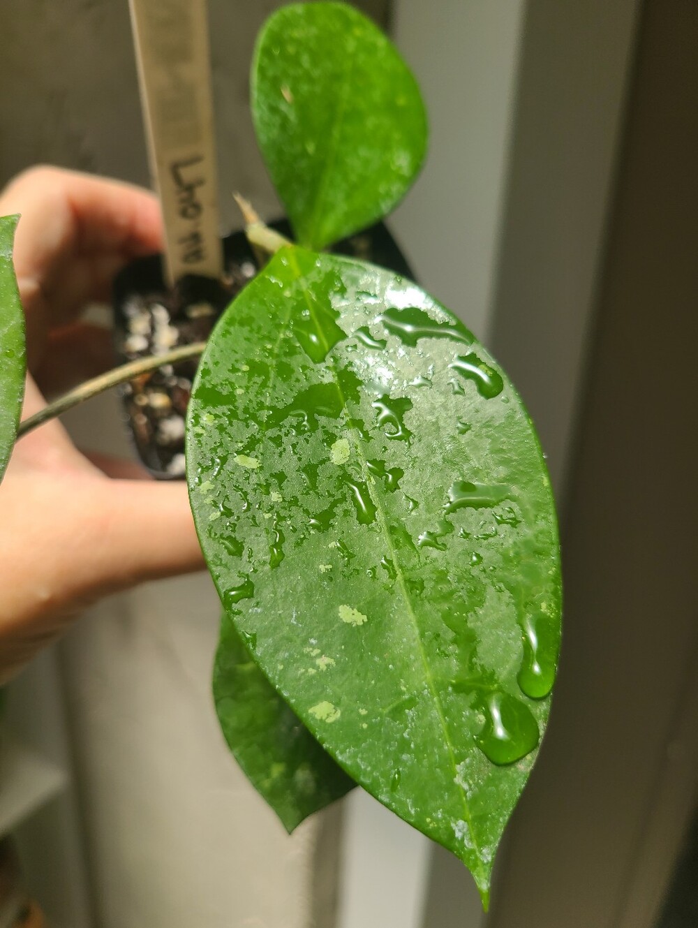 Hoya AH-047 - Picture 4 of 7